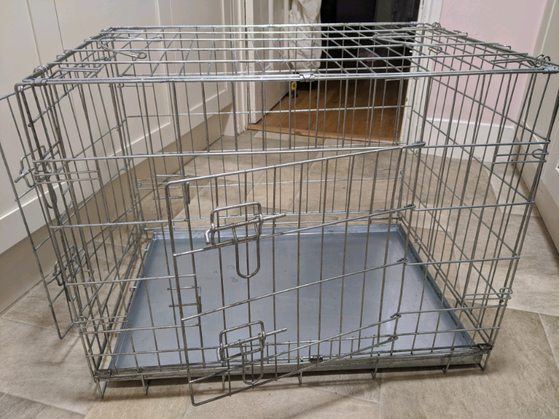 french bulldog boston terrier mix for sale near me